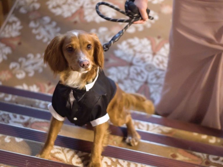 Dog wearing tux looking at camera